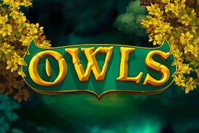 Owls